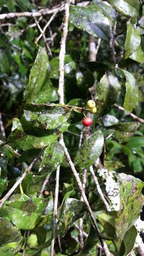 Image of <i>Ilex mitis</i>