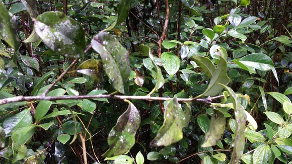 Image of <i>Ilex mitis</i>