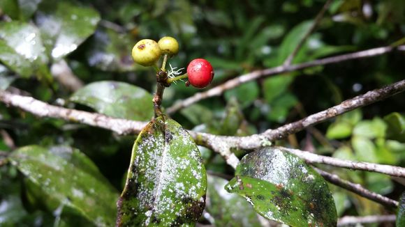 Image of <i>Ilex mitis</i>