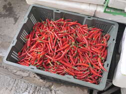 Image of cayenne pepper