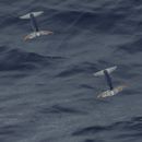 Image of lesser flying squid