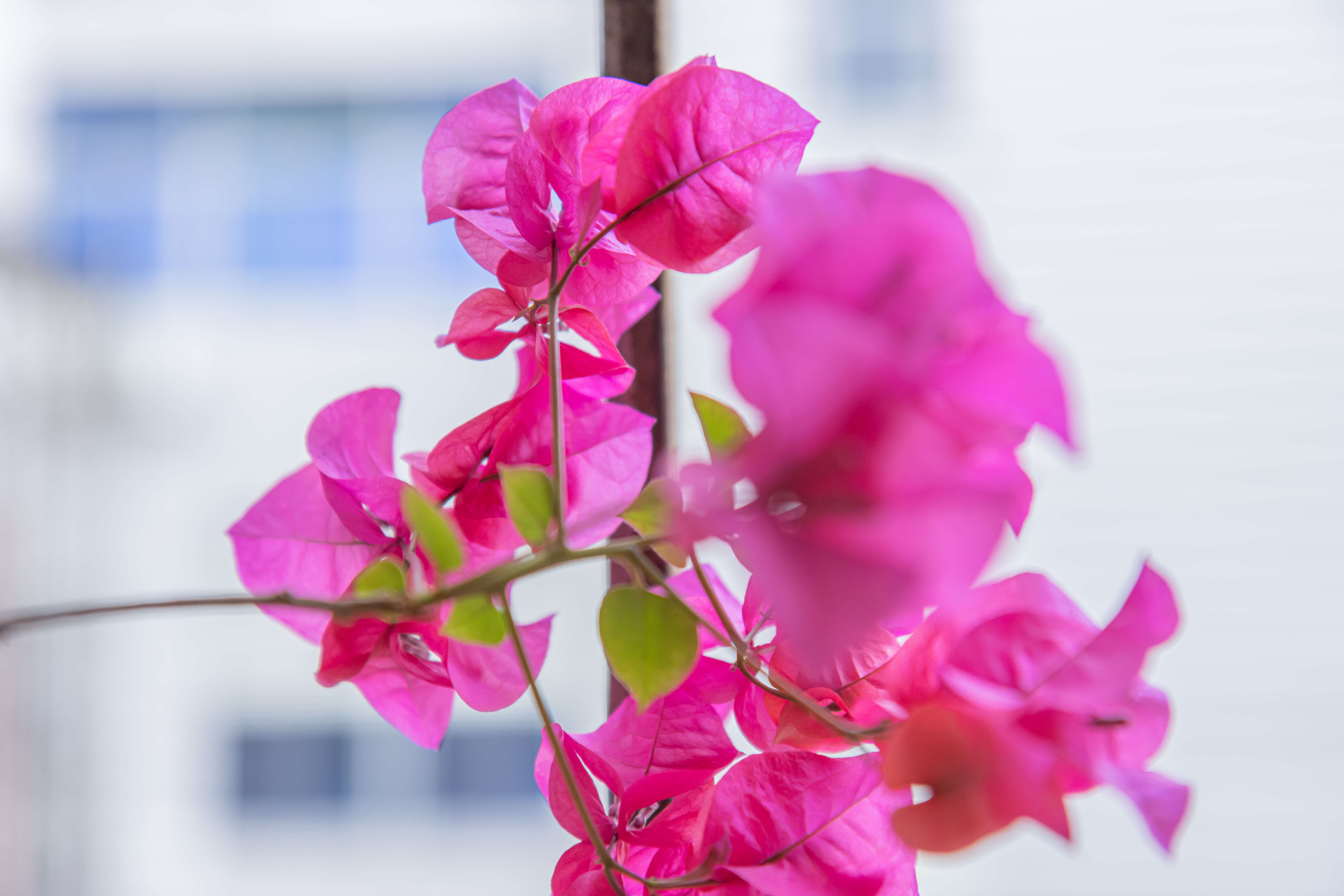 Слика од Bougainvillea