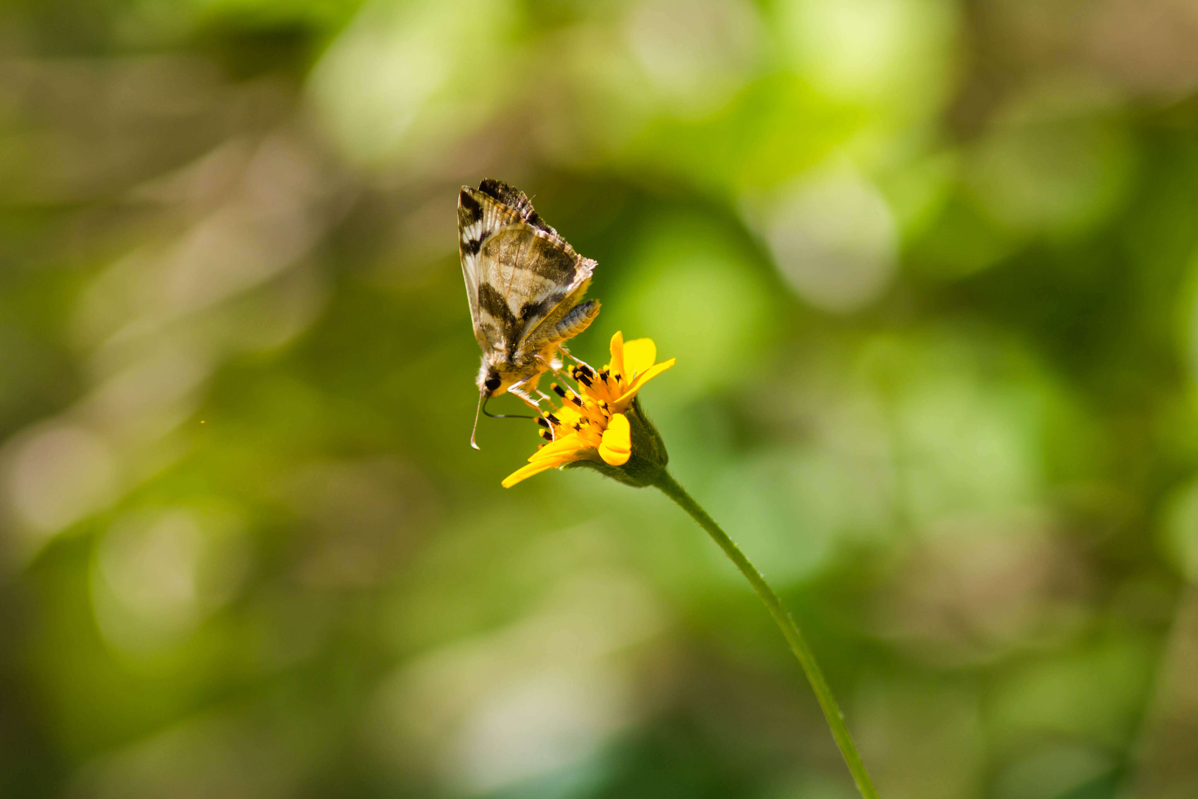 Image of Laviana White-Skipper