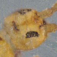 Image of Marsh springtail