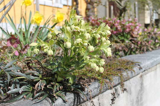 Image of Stinking Hellebore