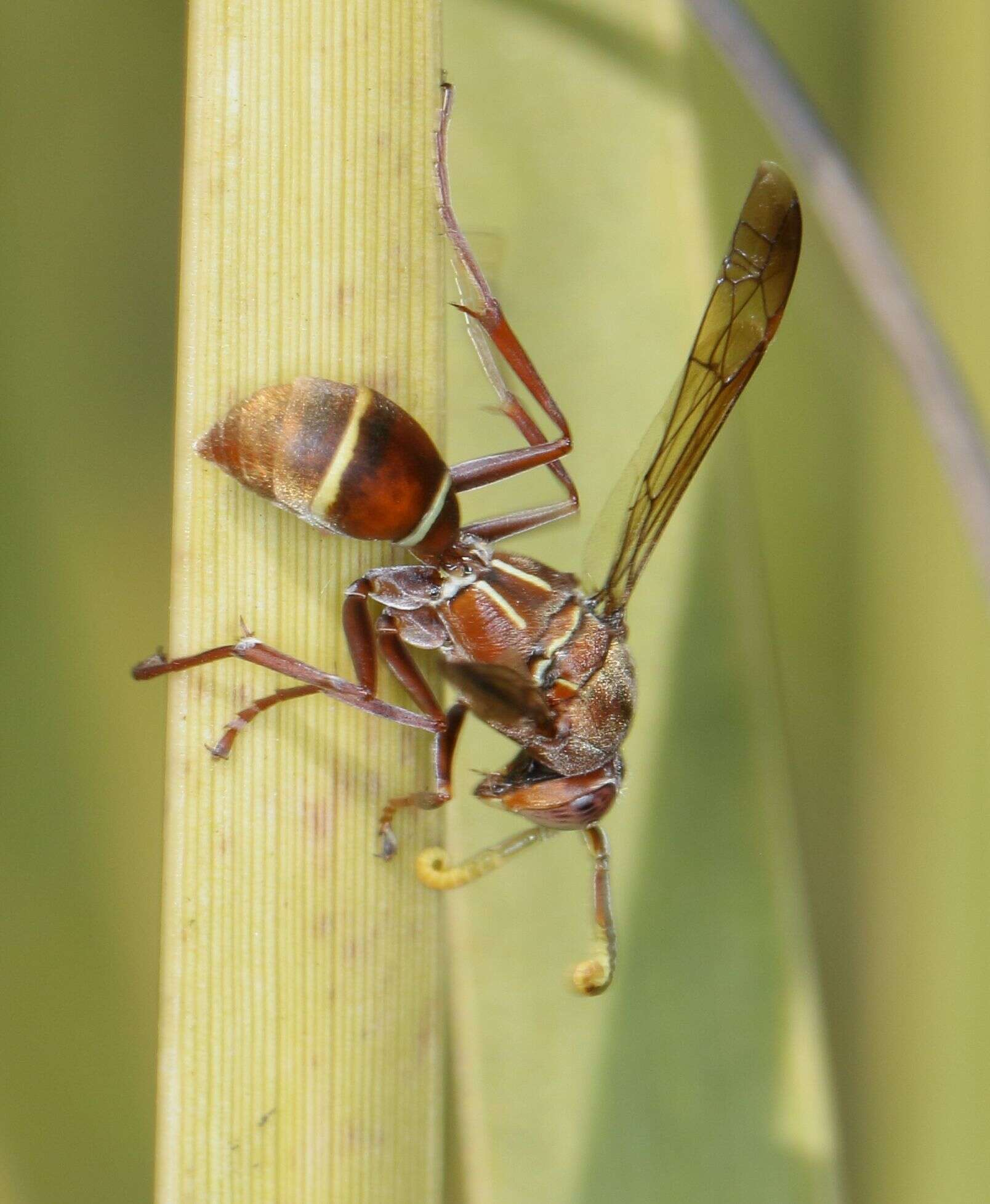 Image of Polistes africanus Pal. de Beauv.