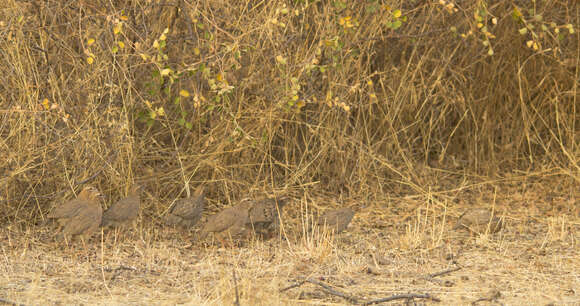 Image of Rock Bush Quail