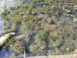 Image of Soft Hornwort