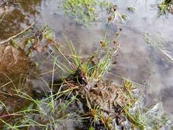 Juncus bulbosus L. resmi