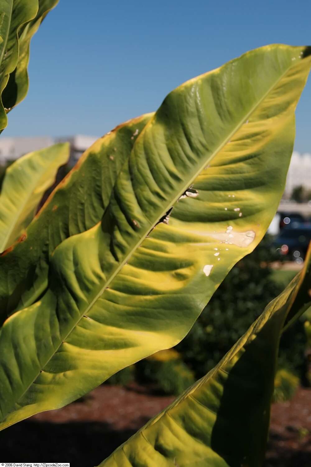 Imagem de Anthurium coriaceum G. Don