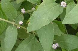 Image of bushy lippia