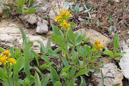 Image of Rocky Mountain goldenrod