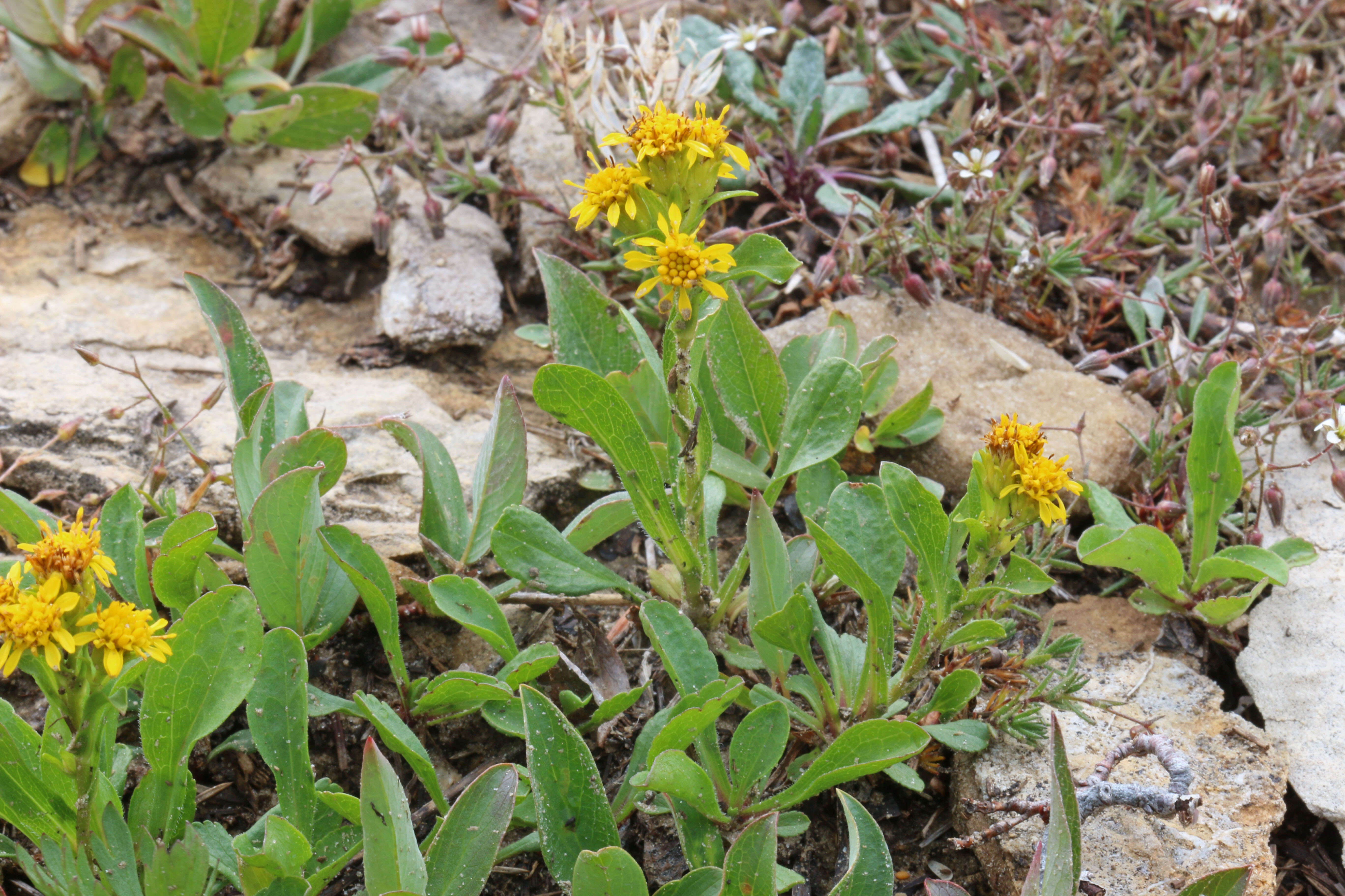 Image of Rocky Mountain goldenrod