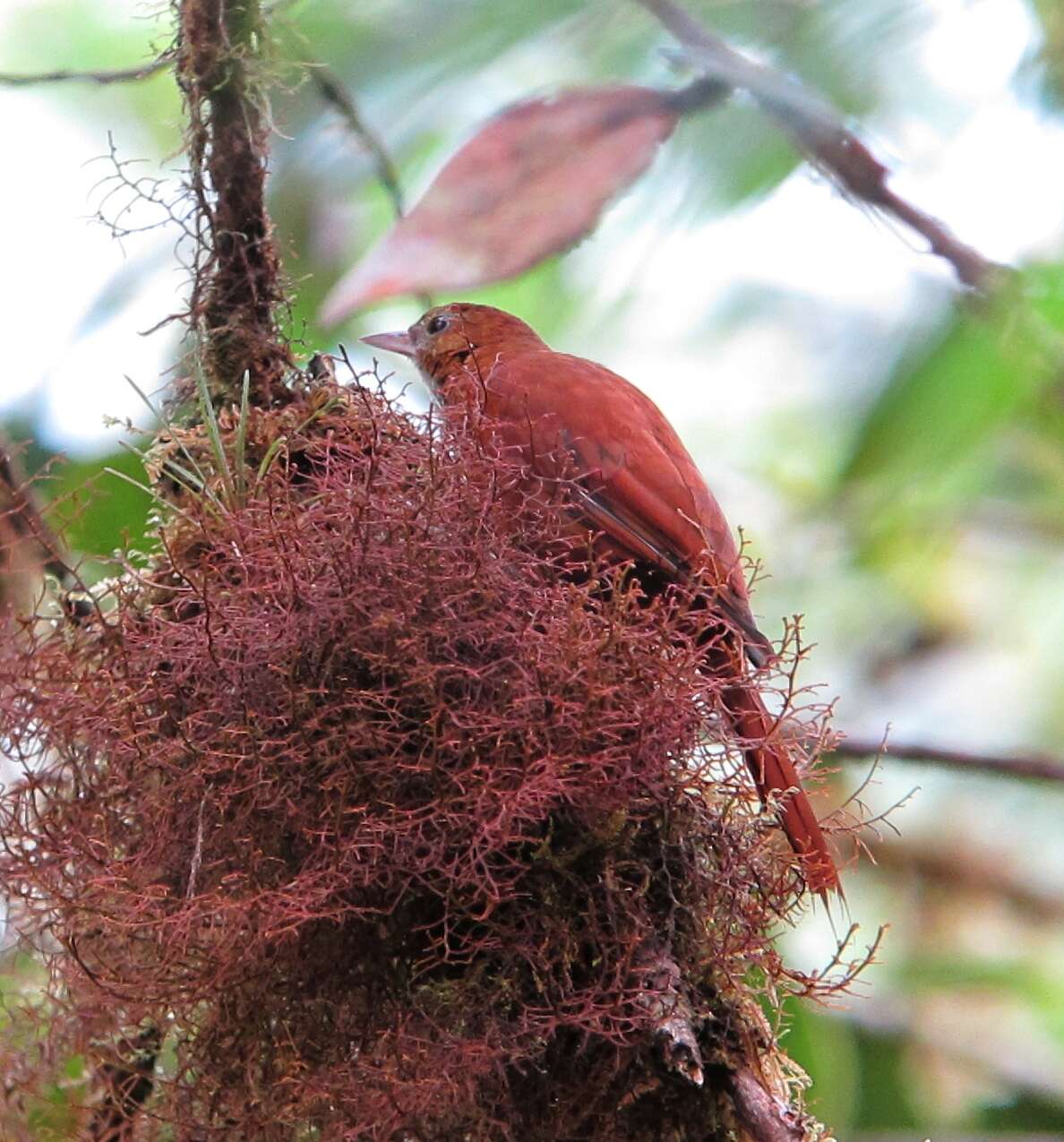 Image of Fulvous-dotted Treerunner