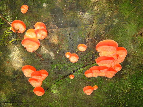 Image of Tyromyces pulcherrimus (Rodway) G. Cunn. 1965