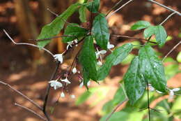 Image of Clerodendrum schmidtii C. B. Clarke