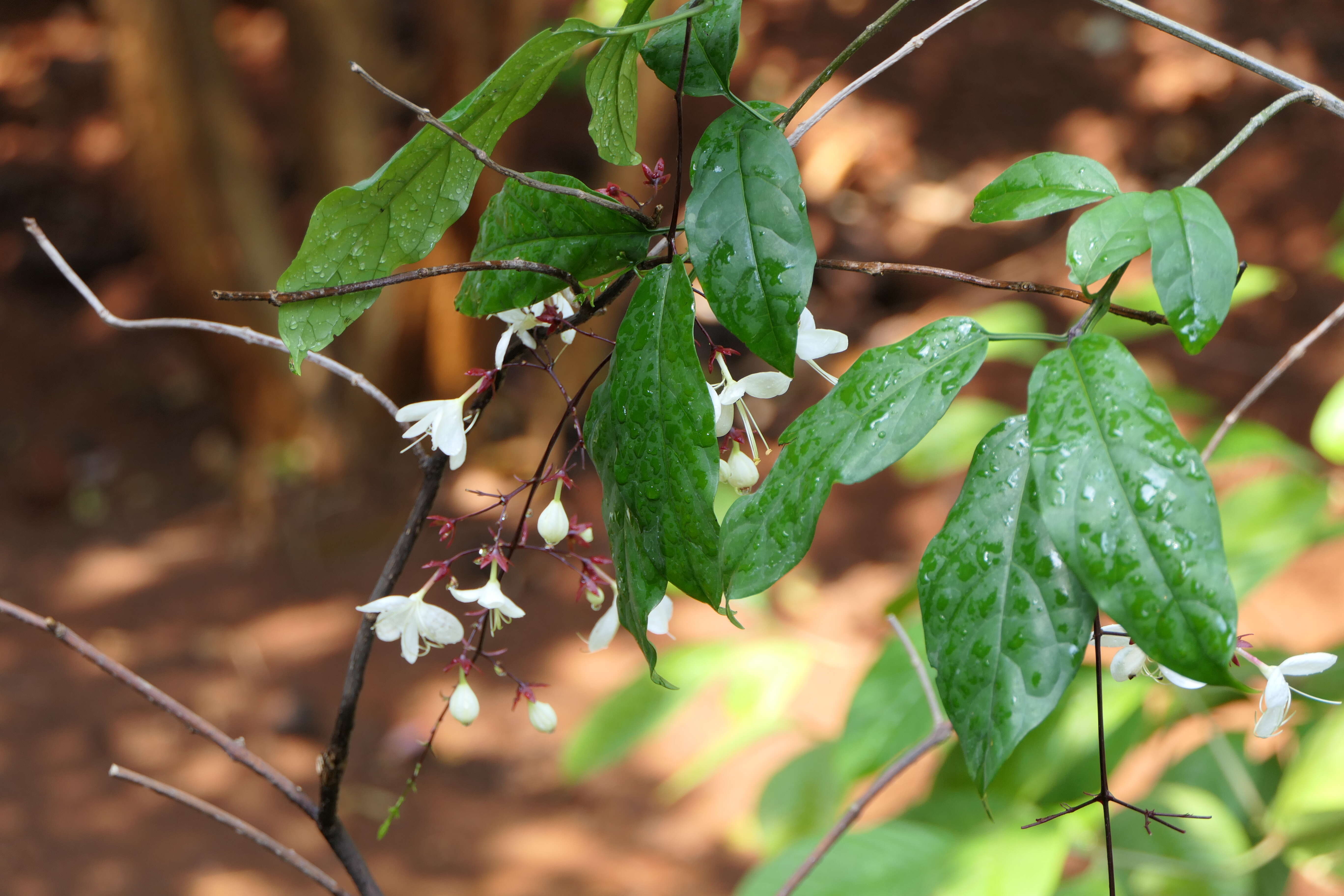 Image of Clerodendrum schmidtii C. B. Clarke