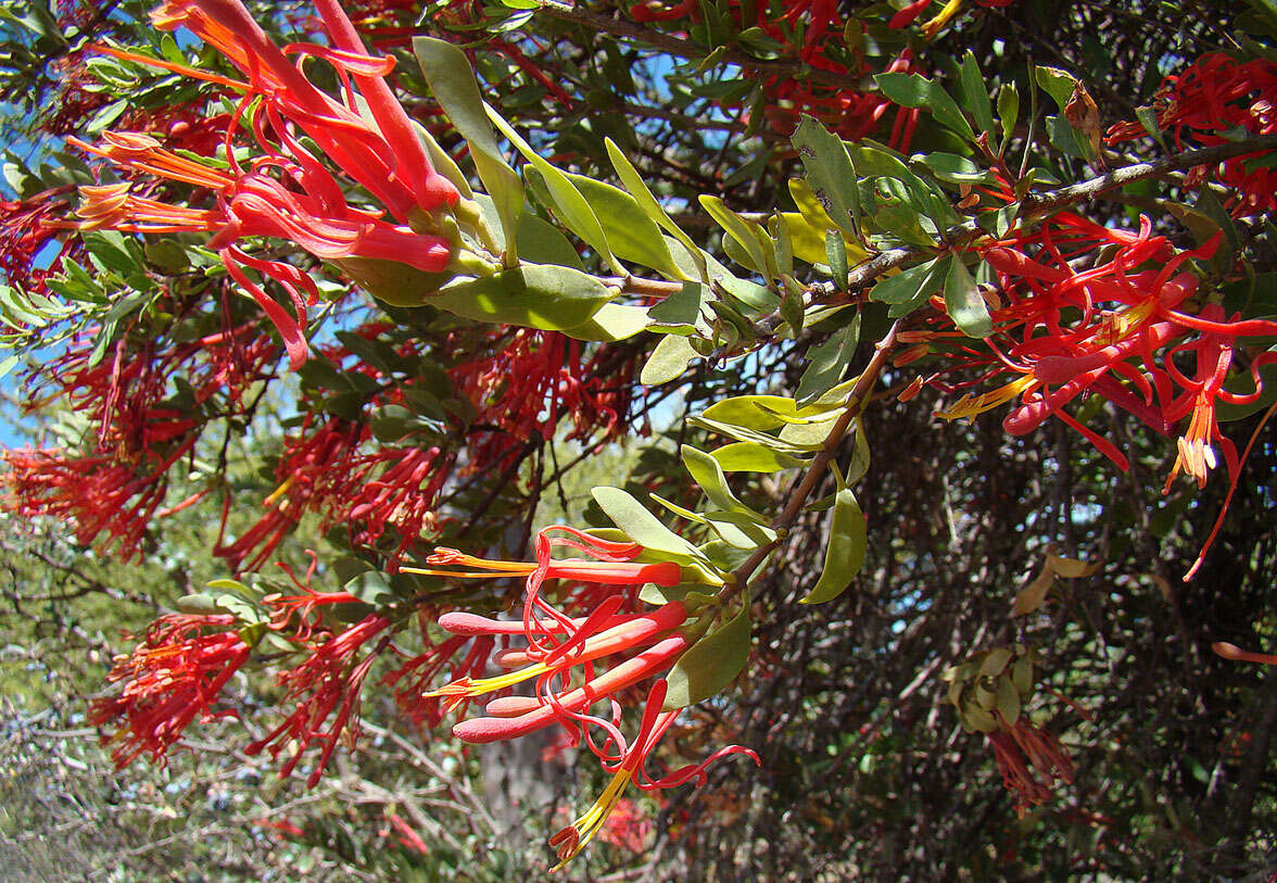 Image of Tristerix verticillatus (Ruiz & Pav.) Barlow & Wiens