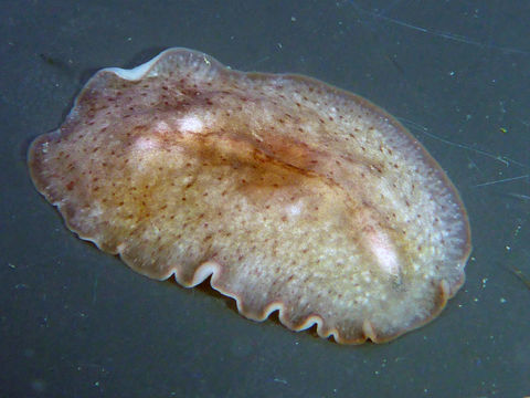 Image of <i><i>Stylochus</i></i> (Stylochus) <i>californicus</i> Hyman 1953