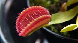 Image de Dionaea