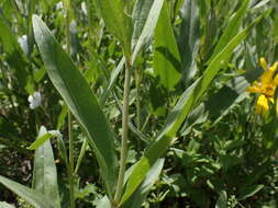 Image of oneflower helianthella