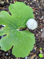 Image of bloodroot