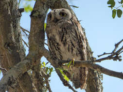 Image of African Scops Owl