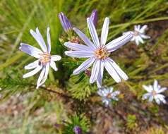 Olearia tenuifolia (DC.) Benth. resmi