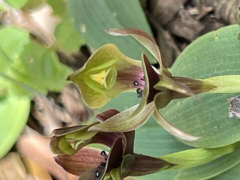 Image of Large bird orchid