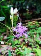 Image of ironweed