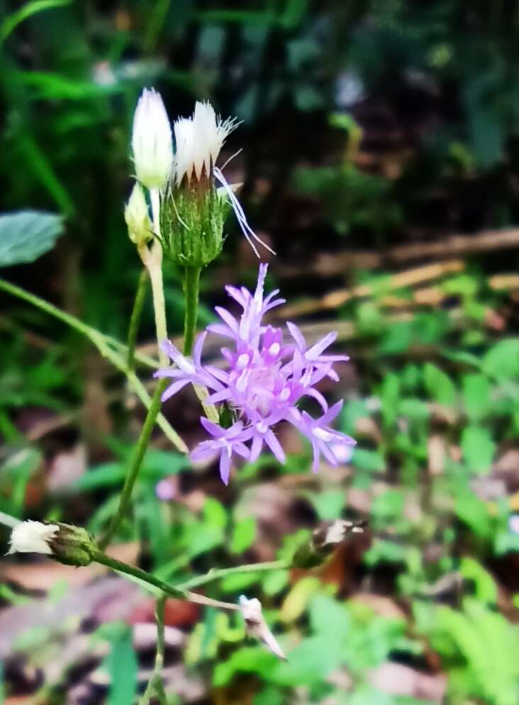 Image of ironweed