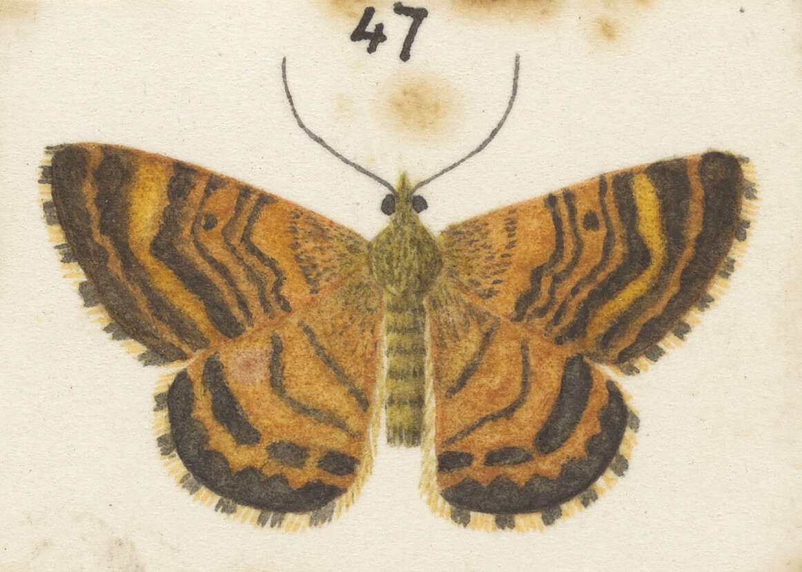 Image of Dasyuris partheniata Guenée 1868