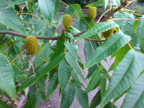 Image of Platycarya