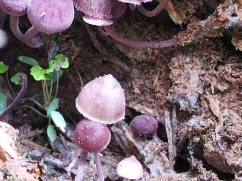 Image of Mycena haematopus (Pers.) P. Kumm. 1871