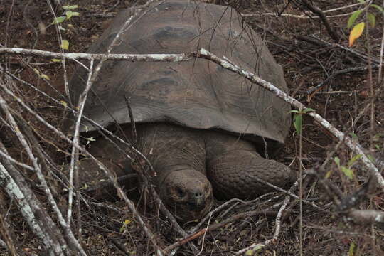 Image of Sierra Negra giant tortoise