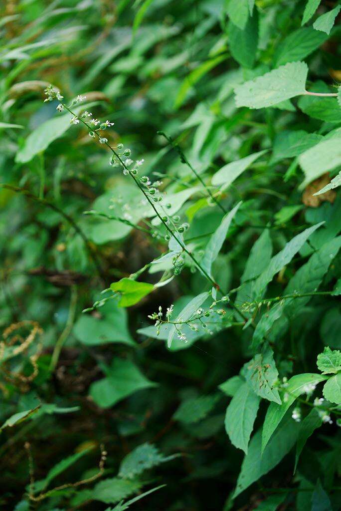 Image de Circaea mollis Sieb. & Zucc.