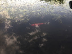 Image of <i>Cyprinus carpio haematopterus</i>