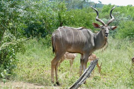 Image of Greater Kudu