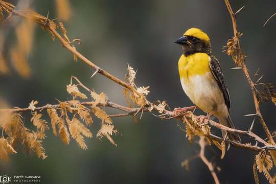 Image of Baya Weaver