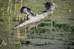 Image of Night Herons