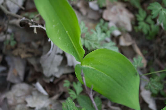 Image of convallaria