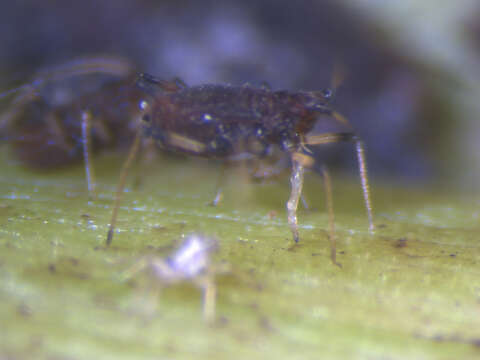 Image of Banana aphid