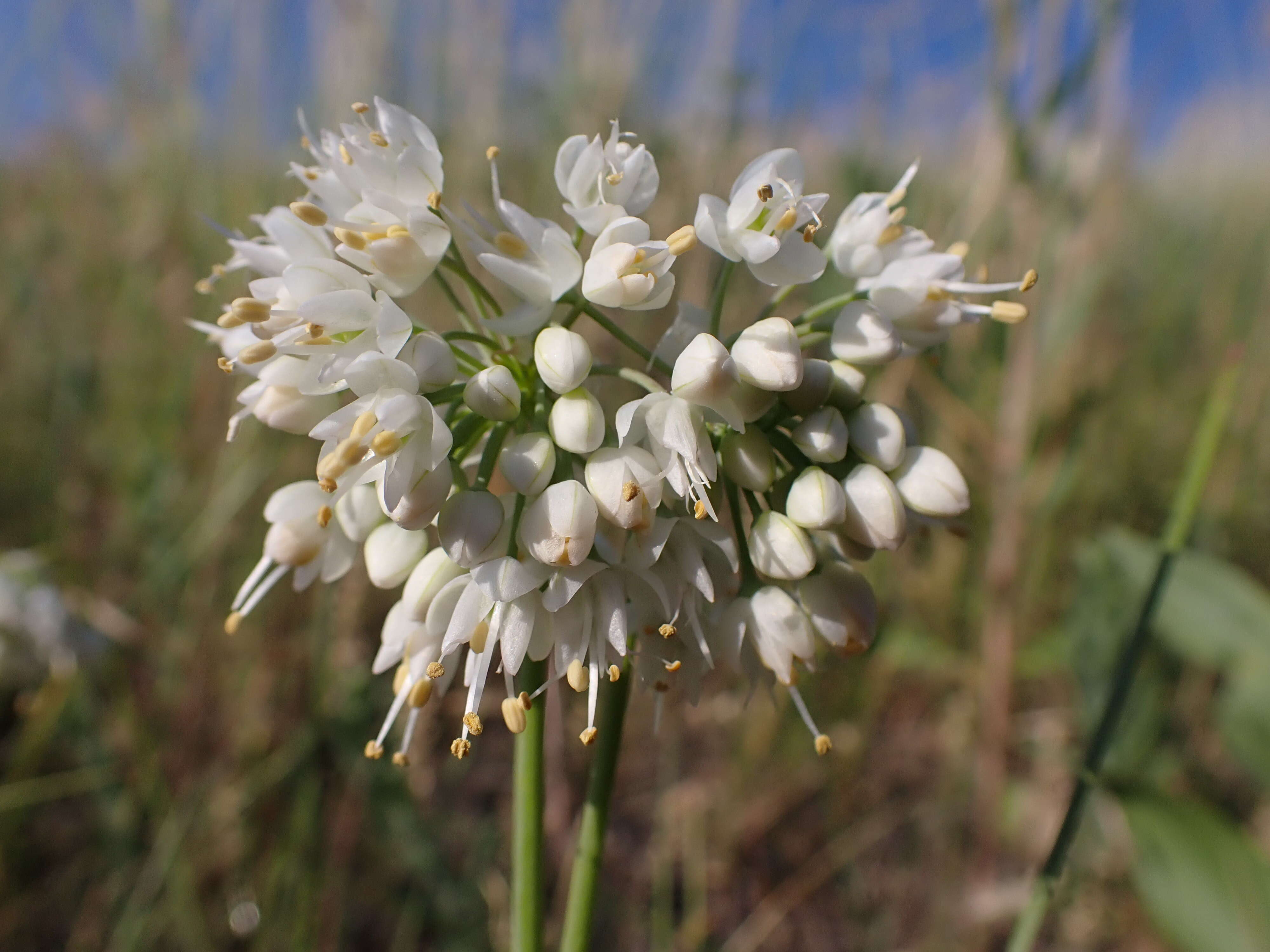 Image of Lady's leek