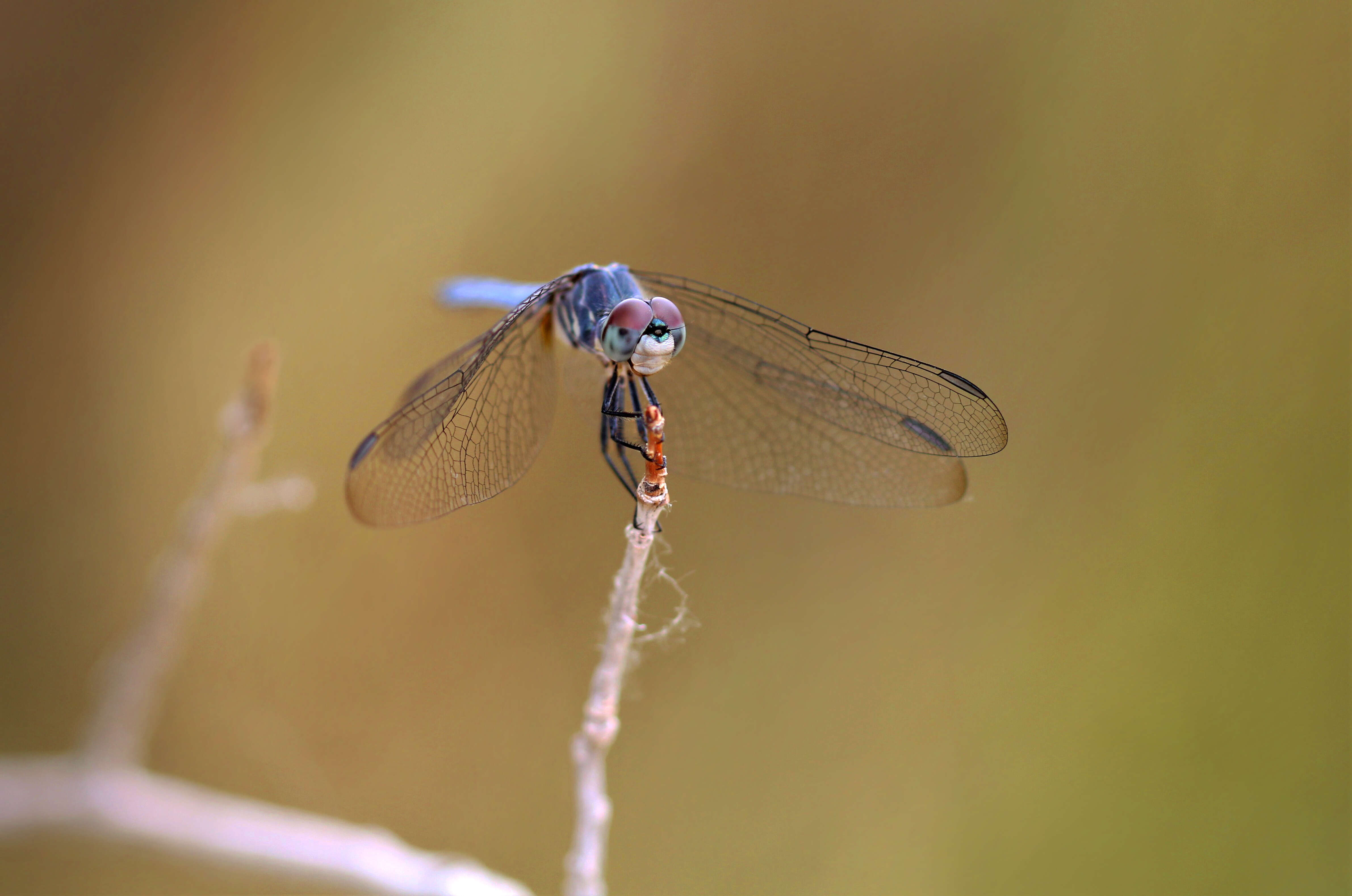 Image of Blue Dasher