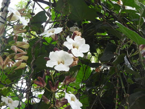 Image of Bengal clock vine