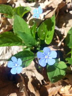 Image of <i>Omphalodes verna</i>