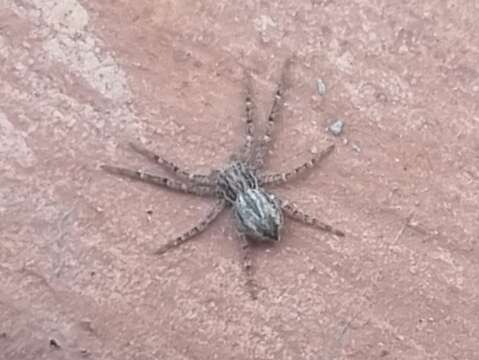 Image of philodromid crab spiders