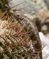Image of Barred Spiny Lizard