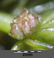 Image of Soft Hornwort