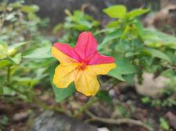 Image of Four o'Clock flower